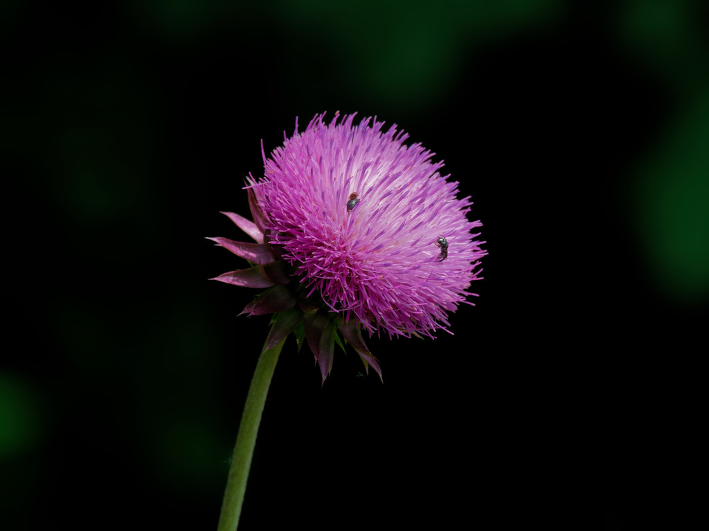thistle by rminer