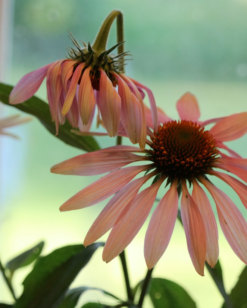 July 3: Coneflowers by daisymiller