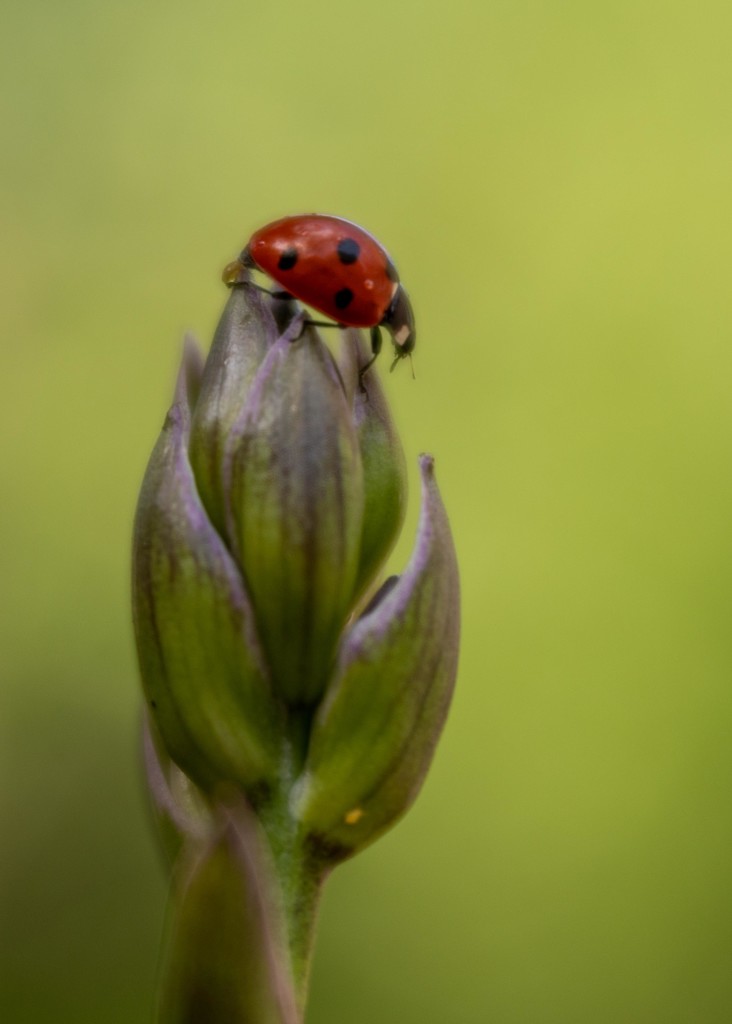 ladybird  by shepherdmanswife
