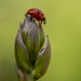 ladybird  by shepherdmanswife