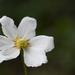 Late Anemone by lstasel