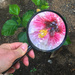Magnifying No.8 Garden by sugarmuser