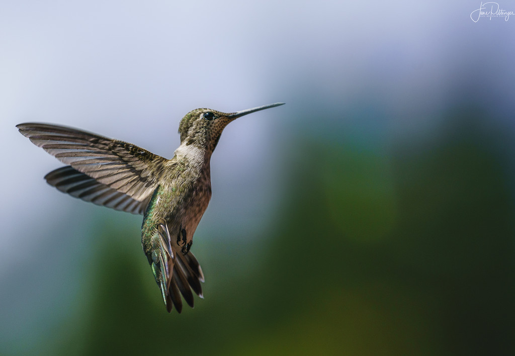 Annas Hummingbird with Tail Feathers Spread by jgpittenger