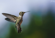 3rd Jul 2019 - Annas Hummingbird with Tail Feathers Spread