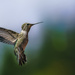 Annas Hummingbird with Tail Feathers Spread by jgpittenger