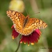 Butterfly on Wildflower by grannysue