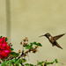 Mama hummingbird by stray_shooter
