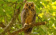 3rd Jul 2019 - Great Horned Owl Baby!