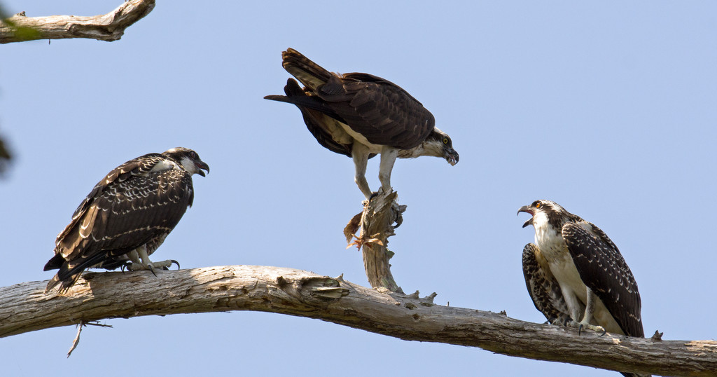 Osprey Family, Out on a Limb! by rickster549