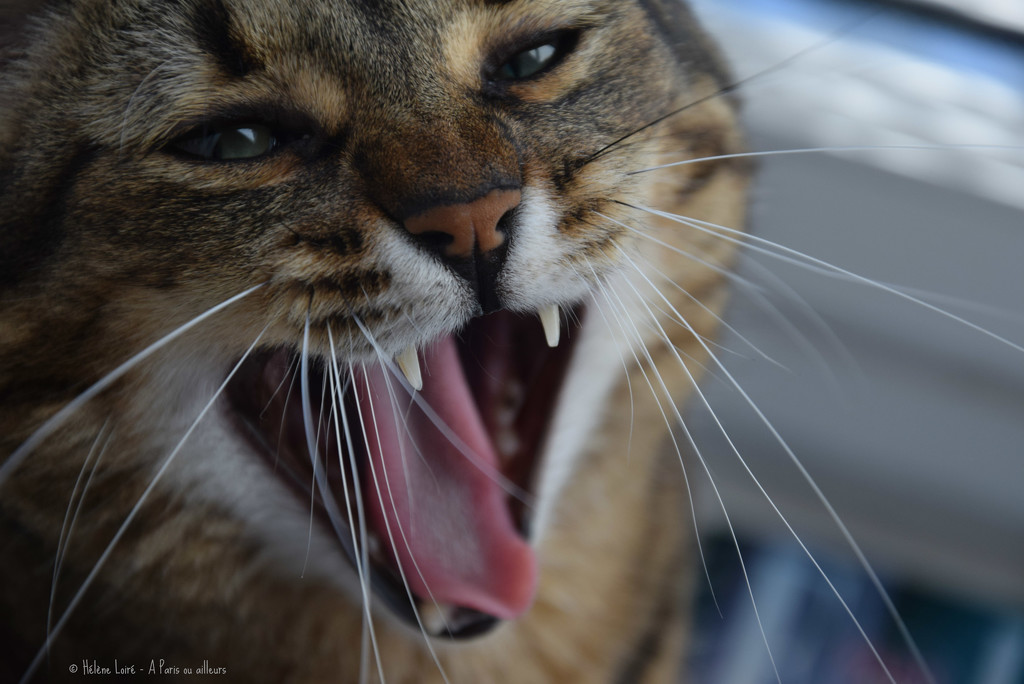 yawn by parisouailleurs