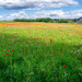 Flower Meadow  by rjb71