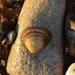 Shell by gillian1912