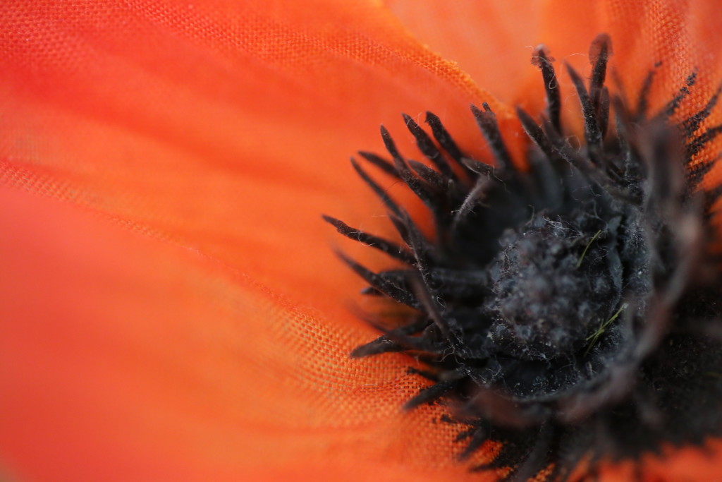 Faux Poppy by phil_sandford