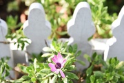 17th Jun 2019 - Flower and gate