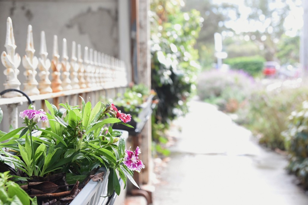 Flowers and a rainy street by peta_m