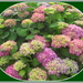 Multi coloured Hydrangea flowers. by grace55