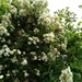 Rambling Rector by countrylassie