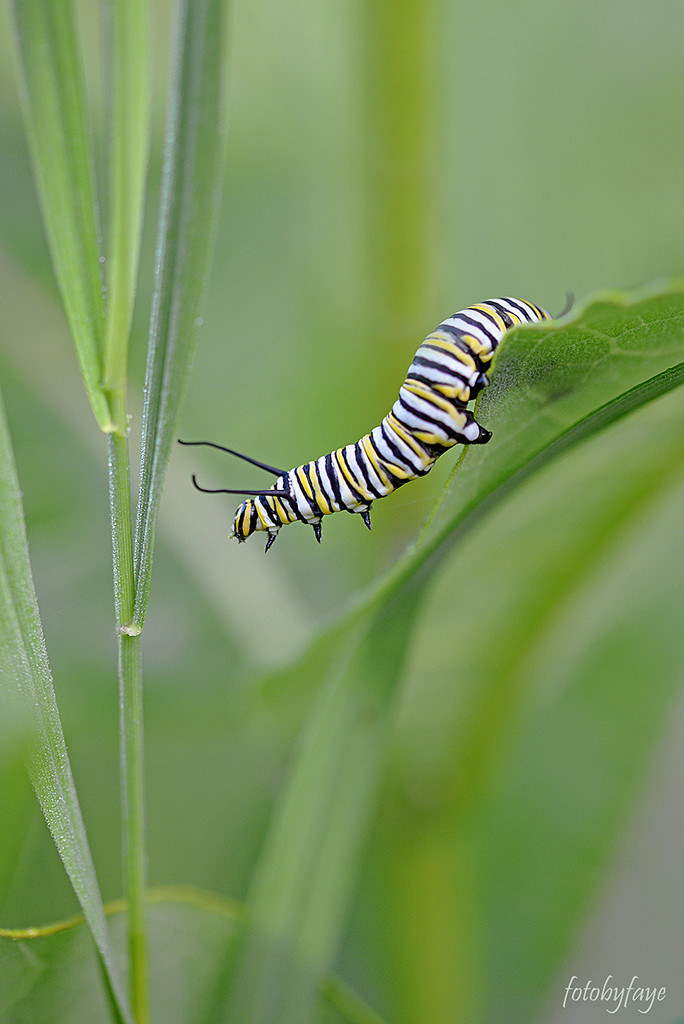 Monarch caterpillar ... stretching it out! by fayefaye