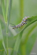 4th Jul 2019 - Monarch caterpillar ... stretching it out!