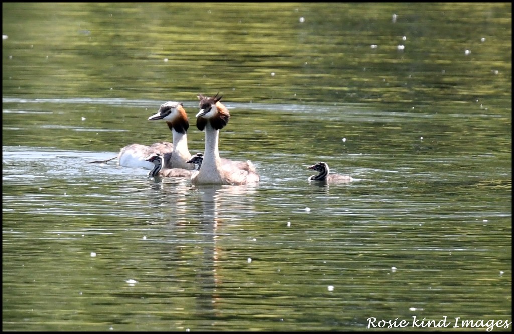 The Grebe Family  by rosiekind