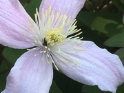 3rd Jul 2019 - Clematis Flower