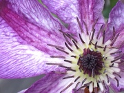 1st Jul 2019 - Clematis Flower 