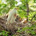 Cattle Egret by lynne5477