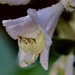 Hosta Flower by carole_sandford