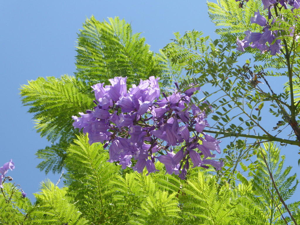 I love our Jacaranda ...... by chimfa