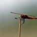 red saddlebags by rminer