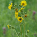 Compass plant by rminer
