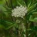 Queen Anne's lace by rminer