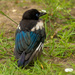 fledgling magpie  by shepherdmanswife