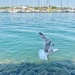 Seagull flight.  by cocobella