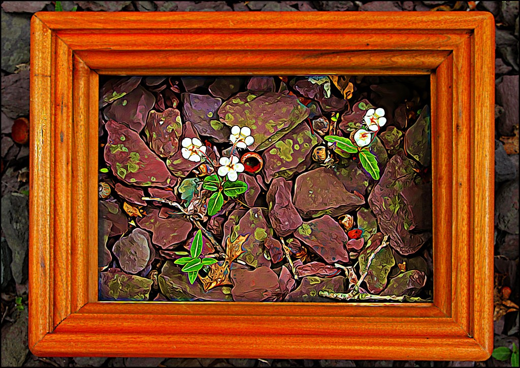 Framed 4 by olivetreeann