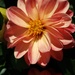 Flower of the Sun by waltzingmarie