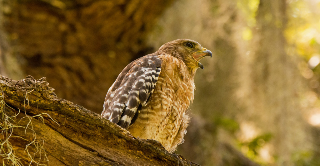 Red Shouldered Hawk Making His Prescence Known! by rickster549