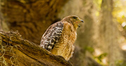 4th Jul 2019 - Red Shouldered Hawk Making His Prescence Known!