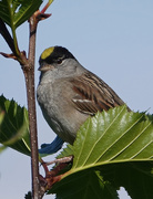 20th Jun 2019 - Golden-crowned Sparrow