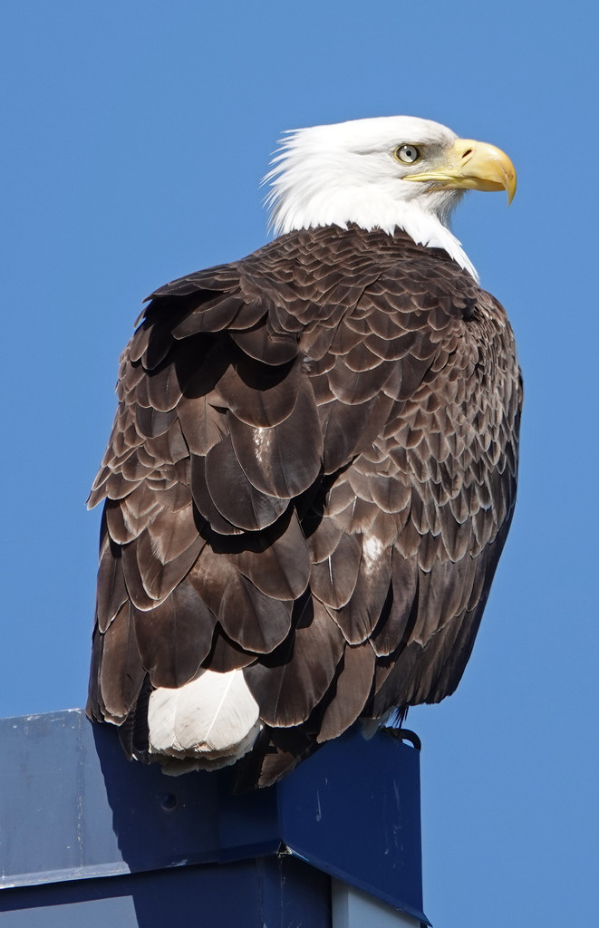 Bald Eagle by annepann