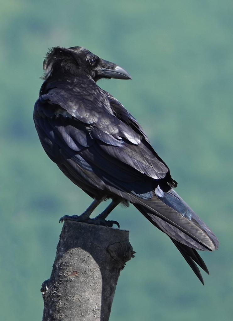 Common Raven by annepann