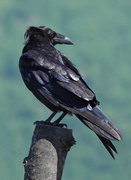 25th Jun 2019 - Common Raven