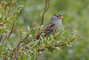 26th Jun 2019 - White-crowned Sparrow