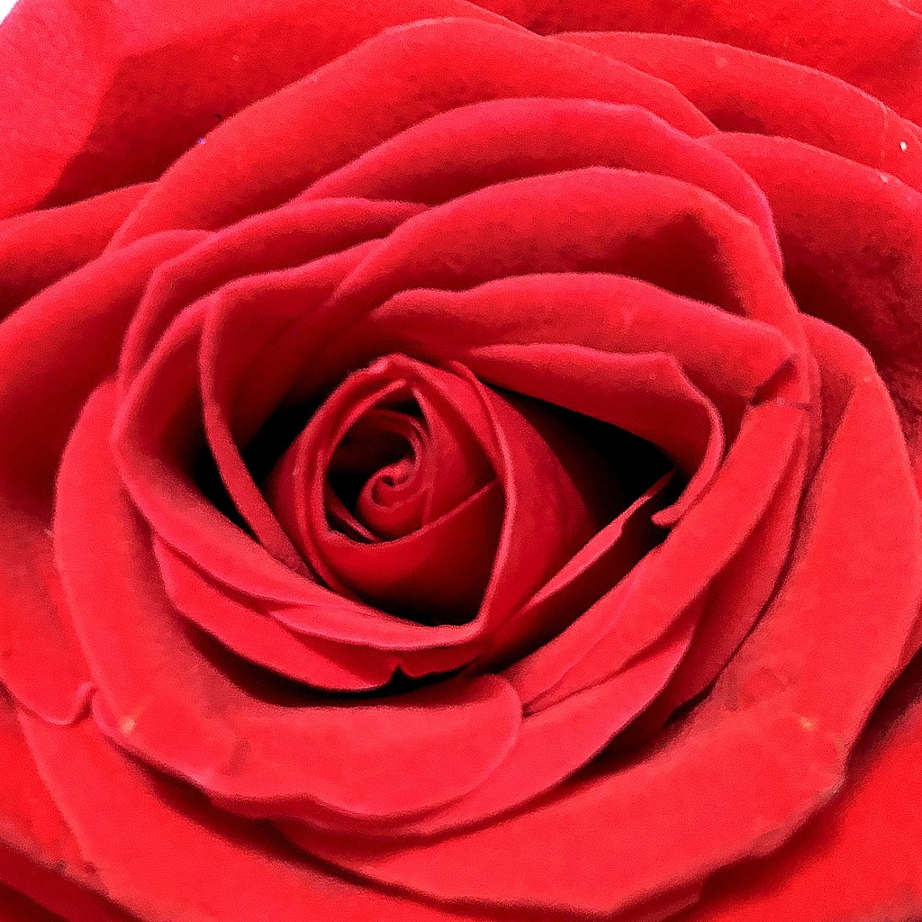 Red rose by homeschoolmom