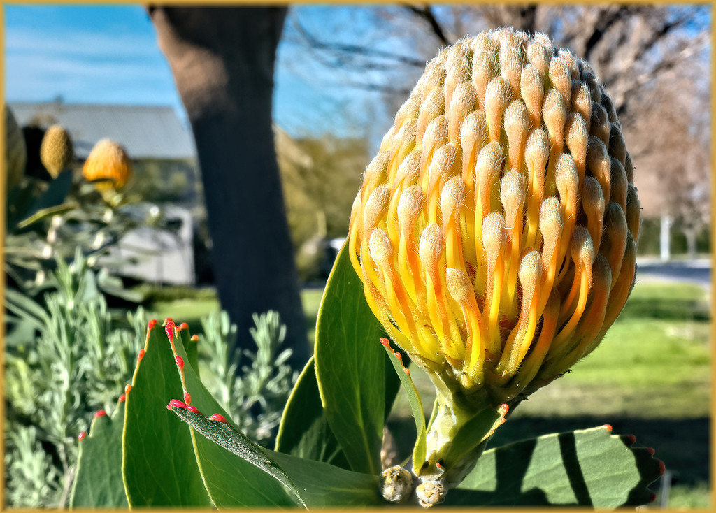 Pincushion getting ready to pop. by ludwigsdiana