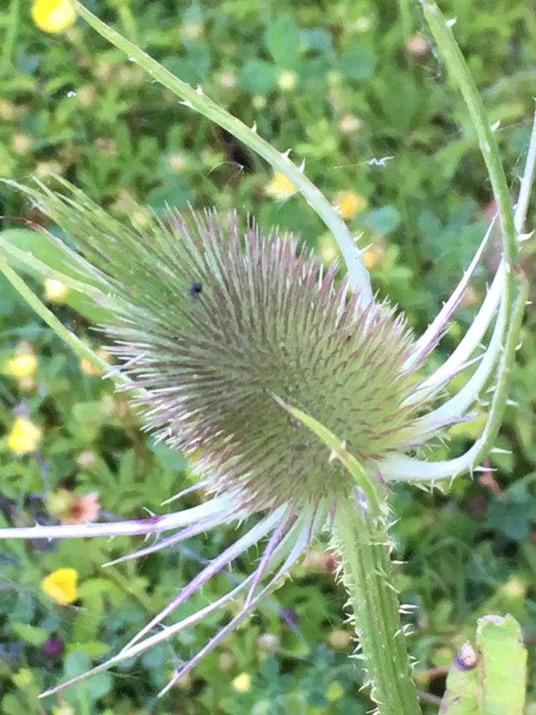 Baby teasel by 365anne