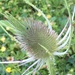 Baby teasel by 365anne