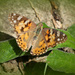 Painted Lady by wendyfrost