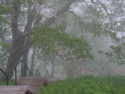 5th Jul 2019 - Stairway of Foggy Thoughts