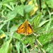 Small Skipper by tinley23